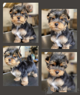 Photo №4. Je vais vendre yorkshire terrier en ville de Дрезден.  - prix - 329€