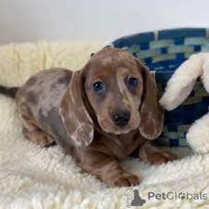 Photo №1. teckel - à vendre en ville de Los Angeles | 106€ | Annonce №139165