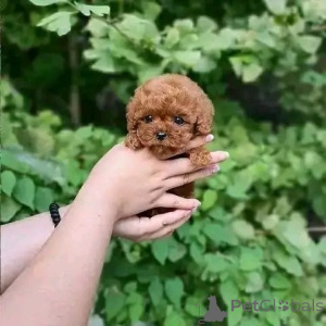 Photo №4. Je vais vendre caniche (jouet) en ville de Ústí nad labem. éleveur - prix - 300€