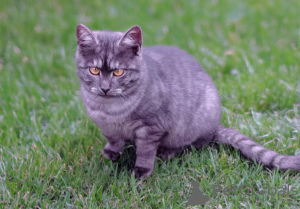 Photos supplémentaires: Tendre minou Dymka en cadeau