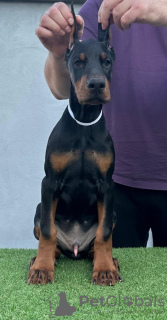 Photo №3. Chiots Dobermann. Serbie