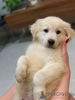 Photos supplémentaires: Chiot golden retriever de 2 mois