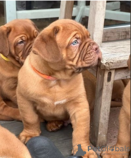 Photo №1. dogue de bordeaux - à vendre en ville de Stockholm | négocié | Annonce №113244