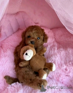 Photo №1. chien bâtard - à vendre en ville de Berlin | négocié | Annonce №160058