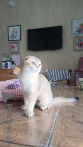 Photo №4. Je vais vendre scottish fold en ville de Omsk. de la fourrière - prix - 554€