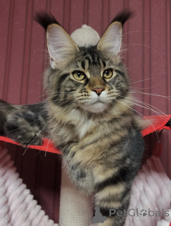 Photo №2 de l'annonce № 155328 de la vente maine coon - acheter à La finlande annonce privée