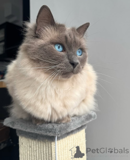 Photo №1. ragdoll - à vendre en ville de Éthers | négocié | Annonce № 155556