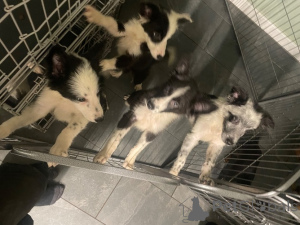 Photo №4. Je vais vendre border collie en ville de Berchtesgaden. annonce privée, éleveur - prix - 325€