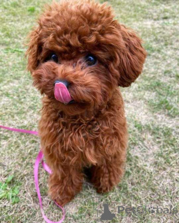 Photo №1. caniche (jouet) - à vendre en ville de Hambourg | 750€ | Annonce №160469