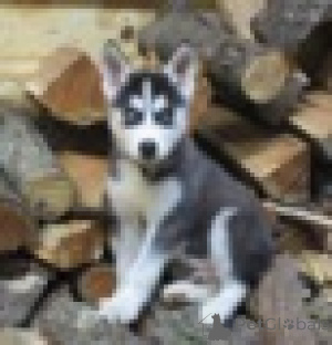 Photo №1. husky de sibérie - à vendre en ville de Vienne | 350€ | Annonce №160989