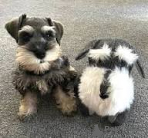 Photo №2 de l'annonce № 166114 de la vente schnauzer miniature - acheter à La Grande-Bretagne annonce privée, éleveur