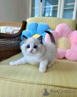 Photo №2 de l'annonce № 138846 de la vente ragdoll - acheter à Allemagne annonce privée, éleveur