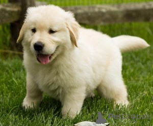 Photo №1. golden retriever - à vendre en ville de Hambourg | Gratuit | Annonce №160344