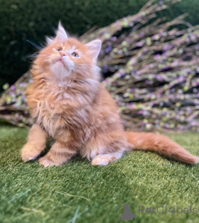 Photo №2 de l'annonce № 145308 de la vente maine coon - acheter à Allemagne annonce privée