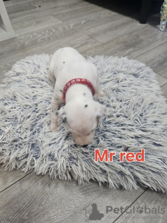 Photo №3. Dalmatiner Zu Verkaufen. Allemagne