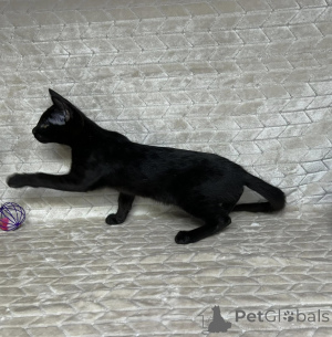Photo №3. Chatons F4 Savannah d'exception. Belgique