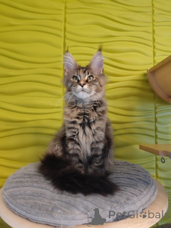 Photo №2 de l'annonce № 138034 de la vente maine coon - acheter à Espagne annonce privée