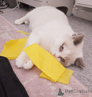 Photo №1. british shorthair - à vendre en ville de Badenheim | 230€ | Annonce № 147276