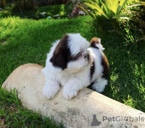 Photo №1. caniche (jouet), shih tzu - à vendre en ville de Varsovie | négocié | Annonce №139012