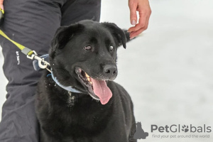 Photo №4. Je vais vendre chien bâtard en ville de Москва.  - prix - Gratuit