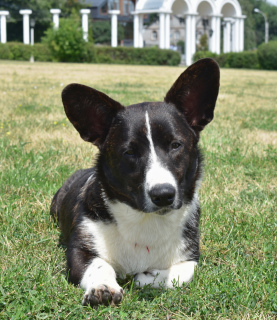 Photos supplémentaires: cardigan corgi masculin gallois