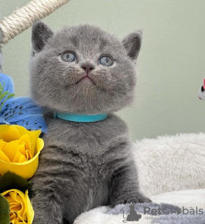 Photo №2 de l'annonce № 118027 de la vente british shorthair - acheter à USA annonce privée