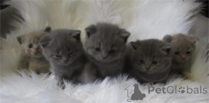 Photo №2 de l'annonce № 153589 de la vente british shorthair - acheter à Allemagne 