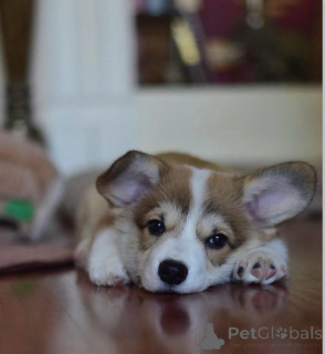 Photo №3. Chiot corgi gallois. Allemagne
