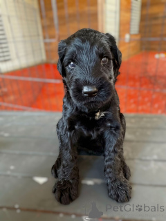 Photo №3. Belle portée de chiots schnauzer géant à vendre. L'Autriche