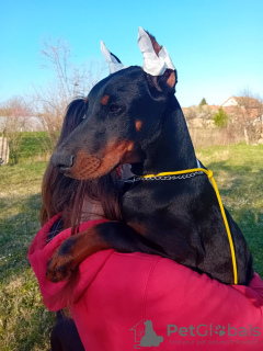 Photo №2 de l'annonce № 96887 de la vente dobermann - acheter à Serbie éleveur