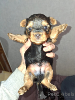 Photo №2 de l'annonce № 155995 de la vente biewer yorkshire terrier, bichon à poil frisé, yorkshire terrier, bichon maltais, maltipu, spitz nain, caniche (nain), caniche royale, caniche (jouet) - acheter à La finlande annonce privée, de la fourrière