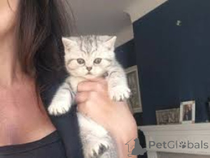 Photo №2 de l'annonce № 161605 de la vente european à poil ras - acheter à Belgique annonce privée, éleveur