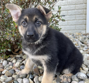 Photo №1. berger allemand - à vendre en ville de Vilnius | négocié | Annonce №91644