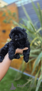 Photo №2 de l'annonce № 166589 de la vente shih tzu - acheter à Belgique annonce privée, éleveur