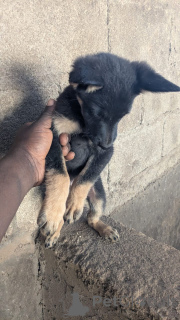 Photo №3. Chiots berger allemand disponibles. Allemagne
