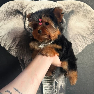Photo №2 de l'annonce № 175425 de la vente yorkshire terrier - acheter à Lituanie annonce privée, éleveur
