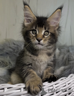 Photo №2 de l'annonce № 161720 de la vente maine coon - acheter à USA éleveur