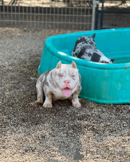 Photo №1. bouledogue américain - à vendre en ville de Berlin | 11€ | Annonce №147437