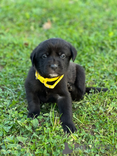 Photos supplémentaires: Chiots Labrador (race mixte)