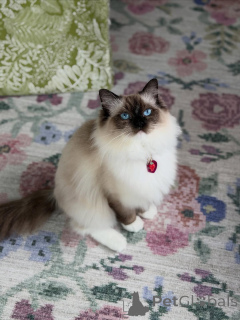Photo №1. ragdoll - à vendre en ville de Dalarö | négocié | Annonce № 156484
