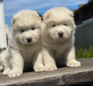 Photo №1. berger du caucase - à vendre en ville de Pärnu | négocié | Annonce №127747