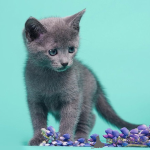 Photo №3. Chatons bleu russe. Irlande