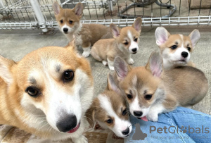 Photo №1. welsh corgi - à vendre en ville de Paris | négocié | Annonce №120024