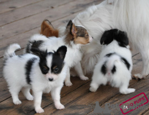 Photo №1. papillon - à vendre en ville de Almería | négocié | Annonce №169898