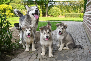 Photo №1. malamute de l'alaska - à vendre en ville de Tampere | Gratuit | Annonce №175135