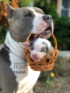 Photo №2 de l'annonce № 5660 de la vente american staffordshire terrier - acheter à Fédération de Russie de la fourrière