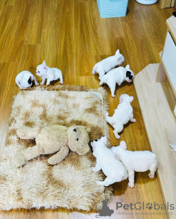 Photo №3. Chiots Bouledogue Français à vendre et à adopter. Allemagne