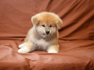Photo №2 de l'annonce № 5100 de la vente akita (chien) - acheter à Fédération de Russie éleveur