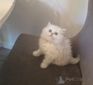 Photo №1. persan - à vendre en ville de Biefeld | 350€ | Annonce № 178060