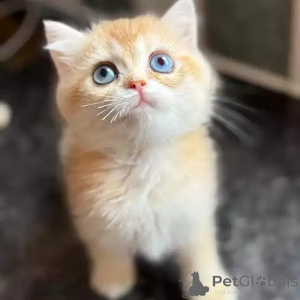 Photo №1. british shorthair - à vendre en ville de Ipswich | négocié | Annonce № 173832